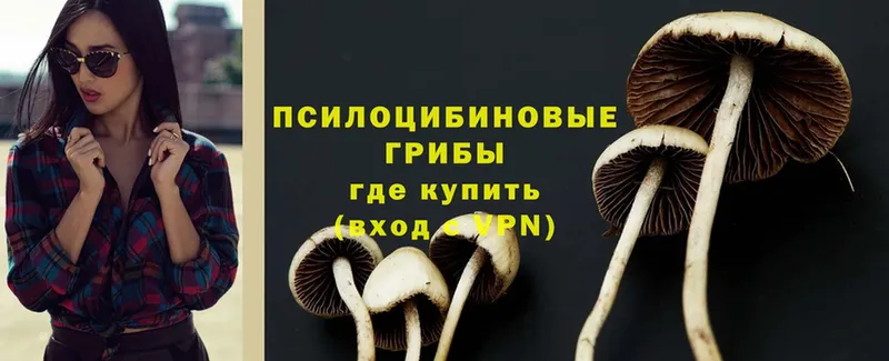 что такое   Богородск  Псилоцибиновые грибы GOLDEN TEACHER 